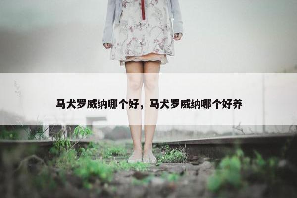 马犬罗威纳哪个好，马犬罗威纳哪个好养