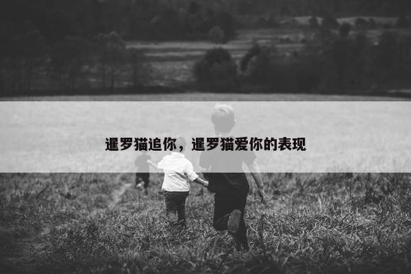 暹罗猫追你，暹罗猫爱你的表现