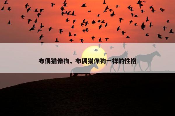 布偶猫像狗，布偶猫像狗一样的性格
