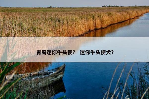 青岛迷你牛头梗？ 迷你牛头梗犬？