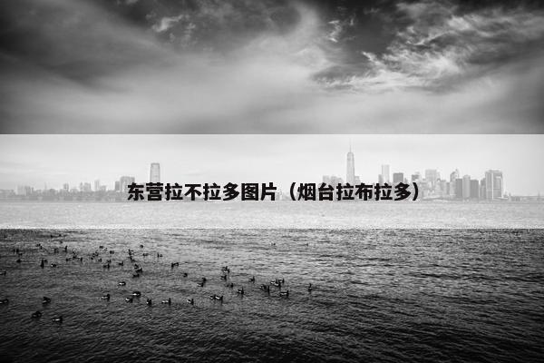 东营拉不拉多图片（烟台拉布拉多）