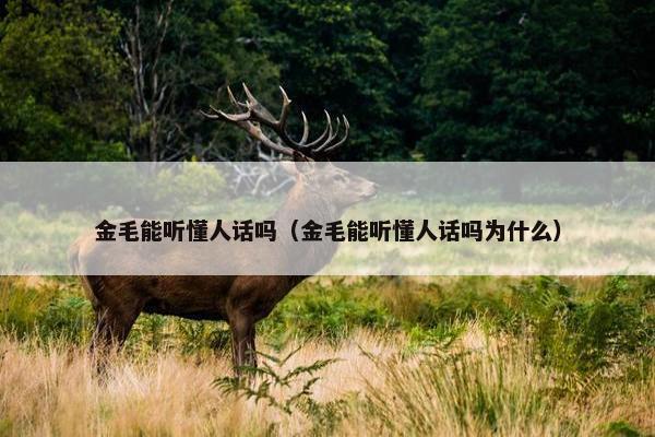 金毛能听懂人话吗（金毛能听懂人话吗为什么）