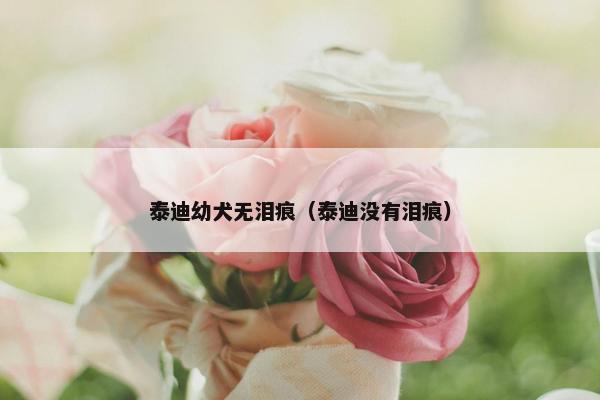 泰迪幼犬无泪痕（泰迪没有泪痕）