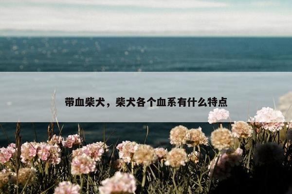 带血柴犬，柴犬各个血系有什么特点