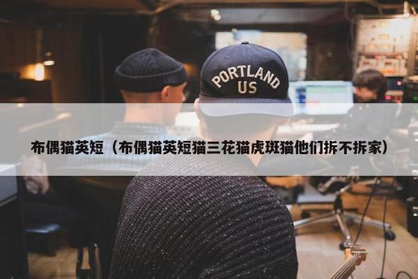 布偶猫英短（布偶猫英短猫三花猫虎斑猫他们拆不拆家）