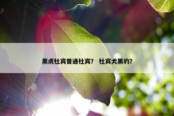 黑虎杜宾普通杜宾？ 杜宾犬黑豹？