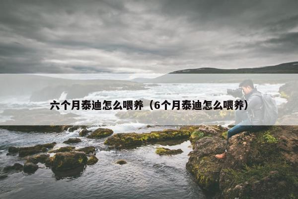 六个月泰迪怎么喂养（6个月泰迪怎么喂养）