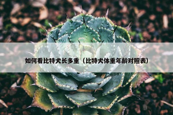 如何看比特犬长多重（比特犬体重年龄对照表）