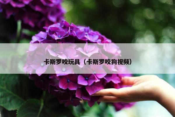 卡斯罗咬玩具（卡斯罗咬狗视频）