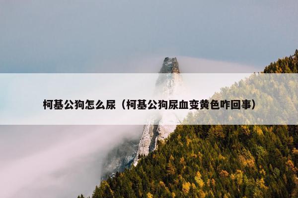 柯基公狗怎么尿（柯基公狗尿血变黄色咋回事）