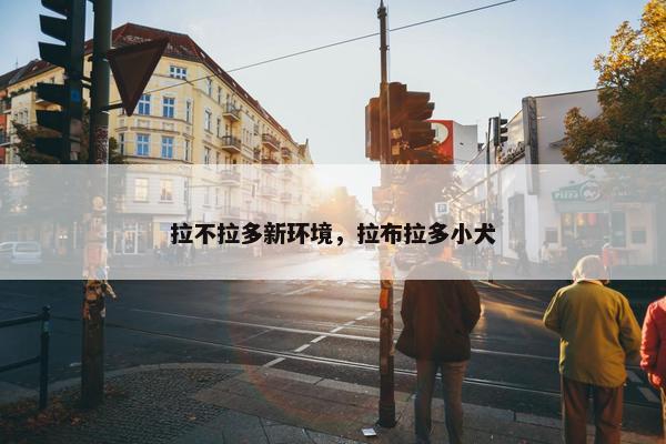 拉不拉多新环境，拉布拉多小犬