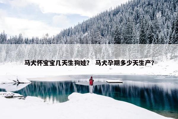 马犬怀宝宝几天生狗娃？ 马犬孕期多少天生产？