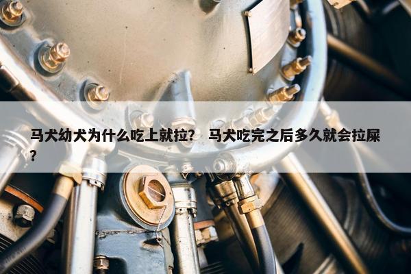马犬幼犬为什么吃上就拉？ 马犬吃完之后多久就会拉屎？