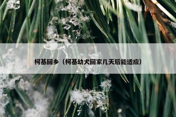 柯基回乡（柯基幼犬回家几天后能适应）