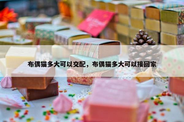 布偶猫多大可以交配，布偶猫多大可以接回家