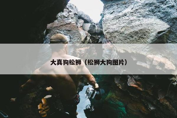 大真狗松狮（松狮大狗图片）