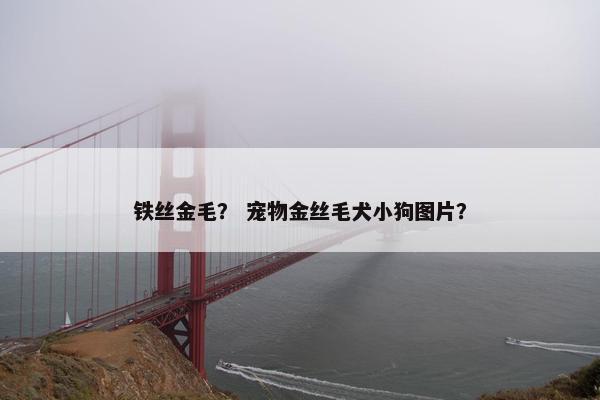铁丝金毛？ 宠物金丝毛犬小狗图片？
