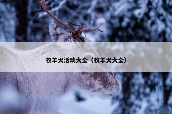 牧羊犬活动大全（牧羊犬大全）