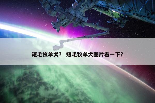 短毛牧羊犬？ 短毛牧羊犬图片看一下？