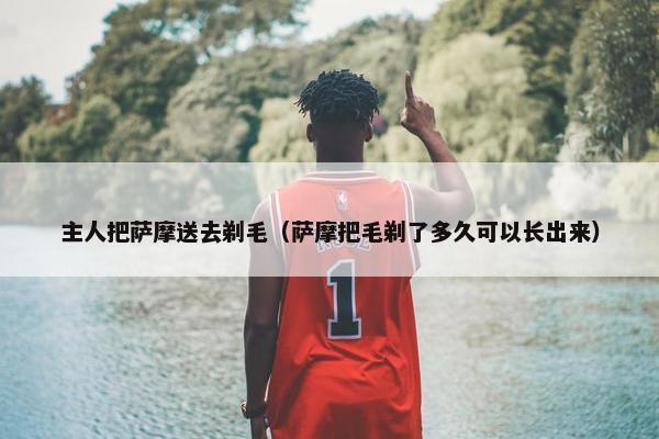 主人把萨摩送去剃毛（萨摩把毛剃了多久可以长出来）