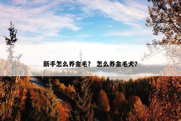 新手怎么养金毛？ 怎么养金毛犬？
