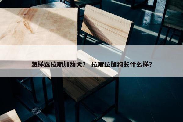 怎样选拉斯加幼犬？ 拉斯拉加狗长什么样？