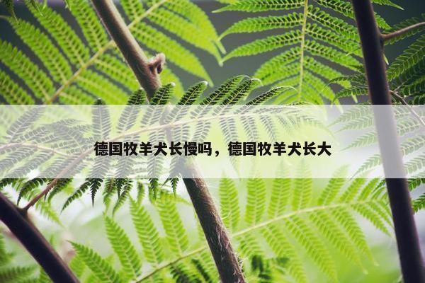 德国牧羊犬长慢吗，德国牧羊犬长大