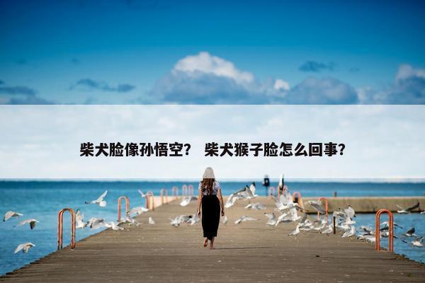柴犬脸像孙悟空？ 柴犬猴子脸怎么回事？