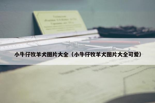 小牛仔牧羊犬图片大全（小牛仔牧羊犬图片大全可爱）