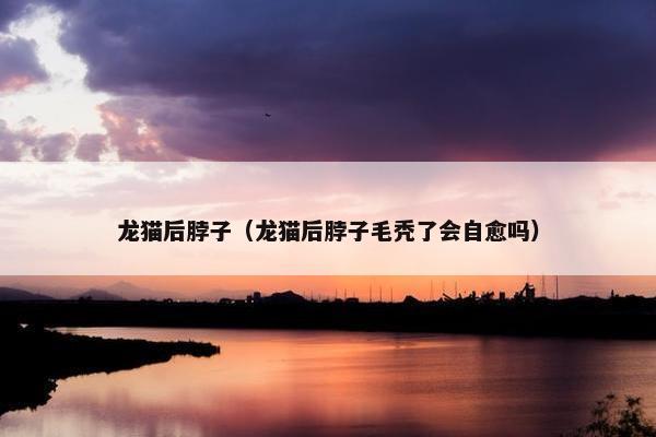 龙猫后脖子（龙猫后脖子毛秃了会自愈吗）