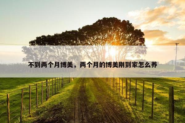 不到两个月博美，两个月的博美刚到家怎么养