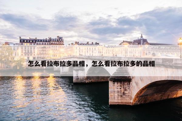 怎么看拉布拉多品相，怎么看拉布拉多的品相