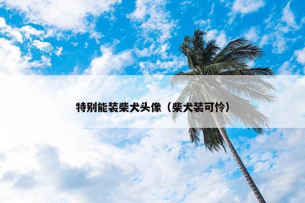 特别能装柴犬头像（柴犬装可怜）