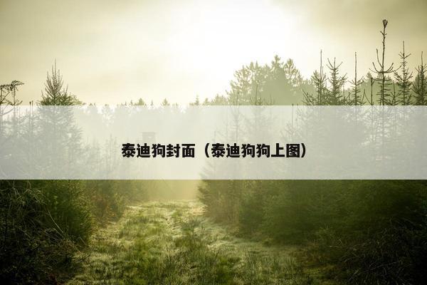 泰迪狗封面（泰迪狗狗上图）