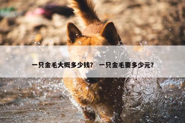 一只金毛大概多少钱？ 一只金毛要多少元？