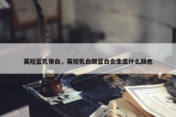 英短蓝乳带白，英短乳白跟蓝白会生出什么颜色