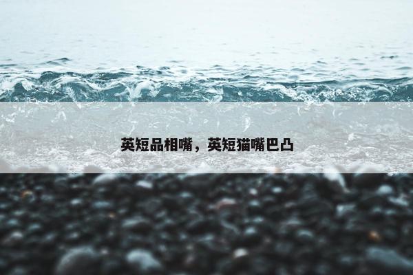 英短品相嘴，英短猫嘴巴凸
