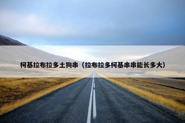 柯基拉布拉多土狗串（拉布拉多柯基串串能长多大）