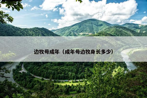 边牧母成年（成年母边牧身长多少）