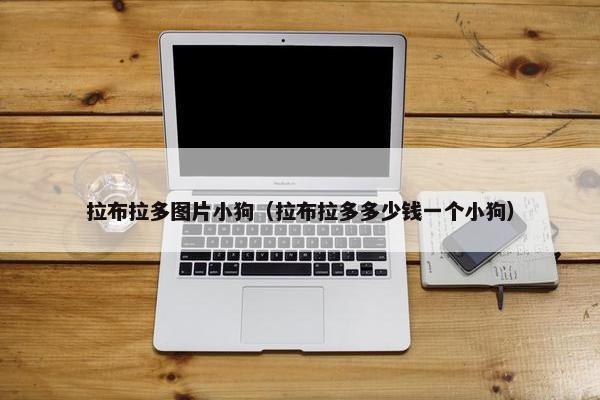 拉布拉多图片小狗（拉布拉多多少钱一个小狗）