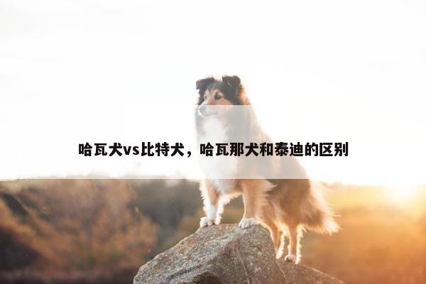 哈瓦犬vs比特犬，哈瓦那犬和泰迪的区别