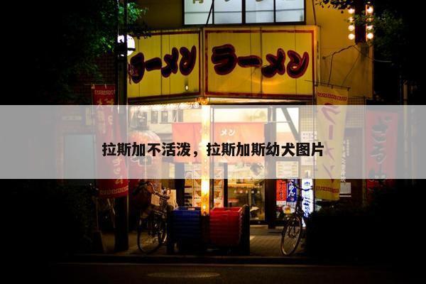 拉斯加不活泼，拉斯加斯幼犬图片