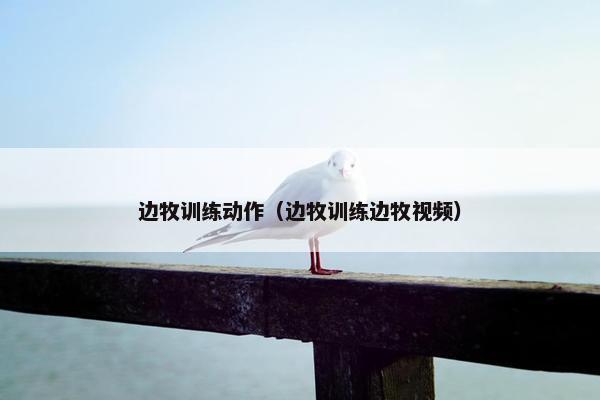边牧训练动作（边牧训练边牧视频）