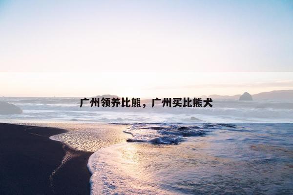 广州领养比熊，广州买比熊犬