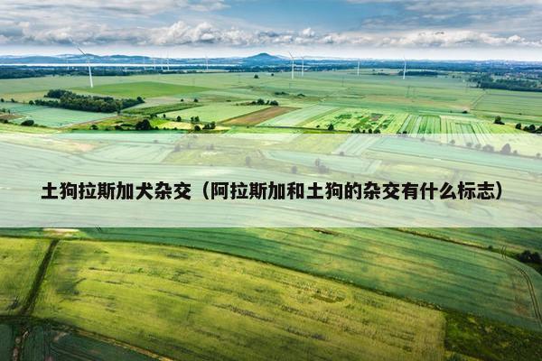 土狗拉斯加犬杂交（阿拉斯加和土狗的杂交有什么标志）