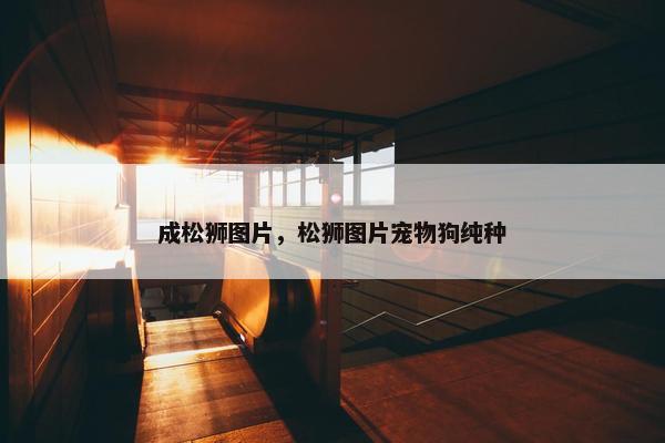 成松狮图片，松狮图片宠物狗纯种