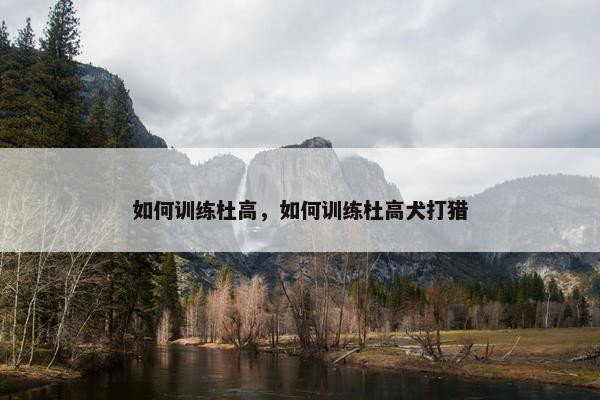 如何训练杜高，如何训练杜高犬打猎