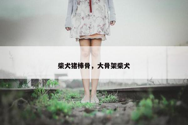 柴犬猪棒骨，大骨架柴犬