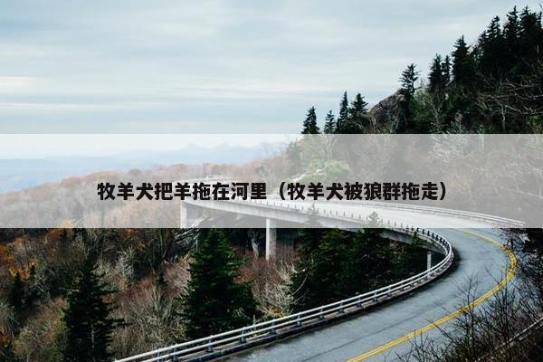 牧羊犬把羊拖在河里（牧羊犬被狼群拖走）
