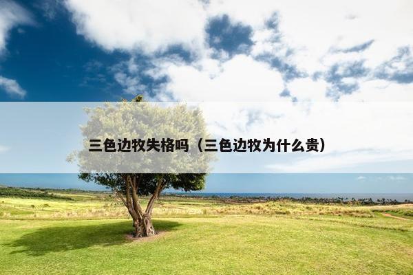 三色边牧失格吗（三色边牧为什么贵）